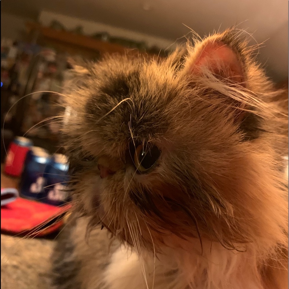 Meet your Posher, Traci